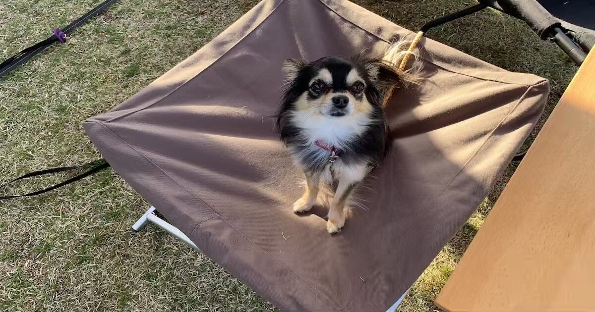 スノーピーク(snow peak) ドッグクッション PT-090 スノーピーク(snow