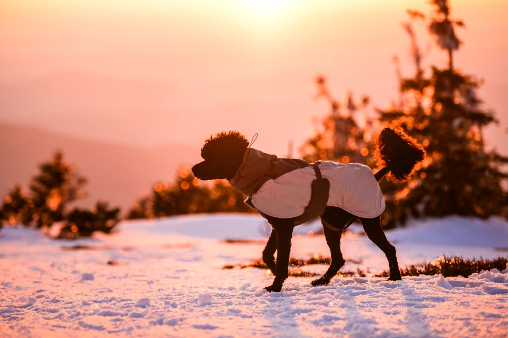 Glacier wool jacket 3.0 極寒でも温かい高機能犬用ジャケット – イヌ