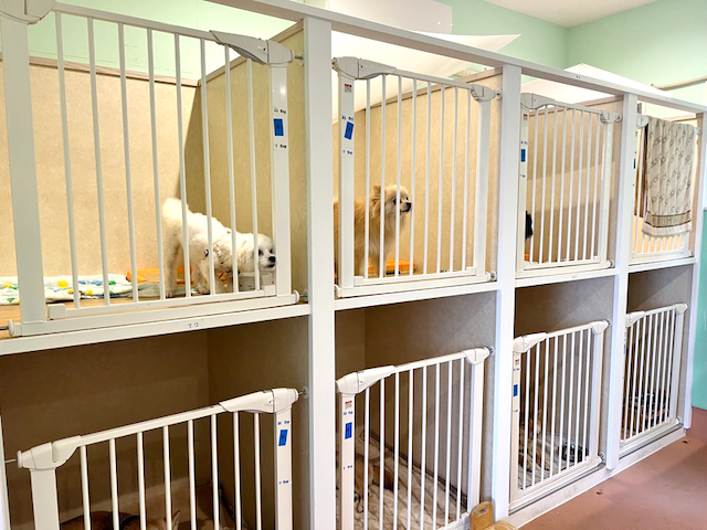 新しい犬舎・猫舎が出来ました ! - ペット複合施設 D.C.キャッスル 犬