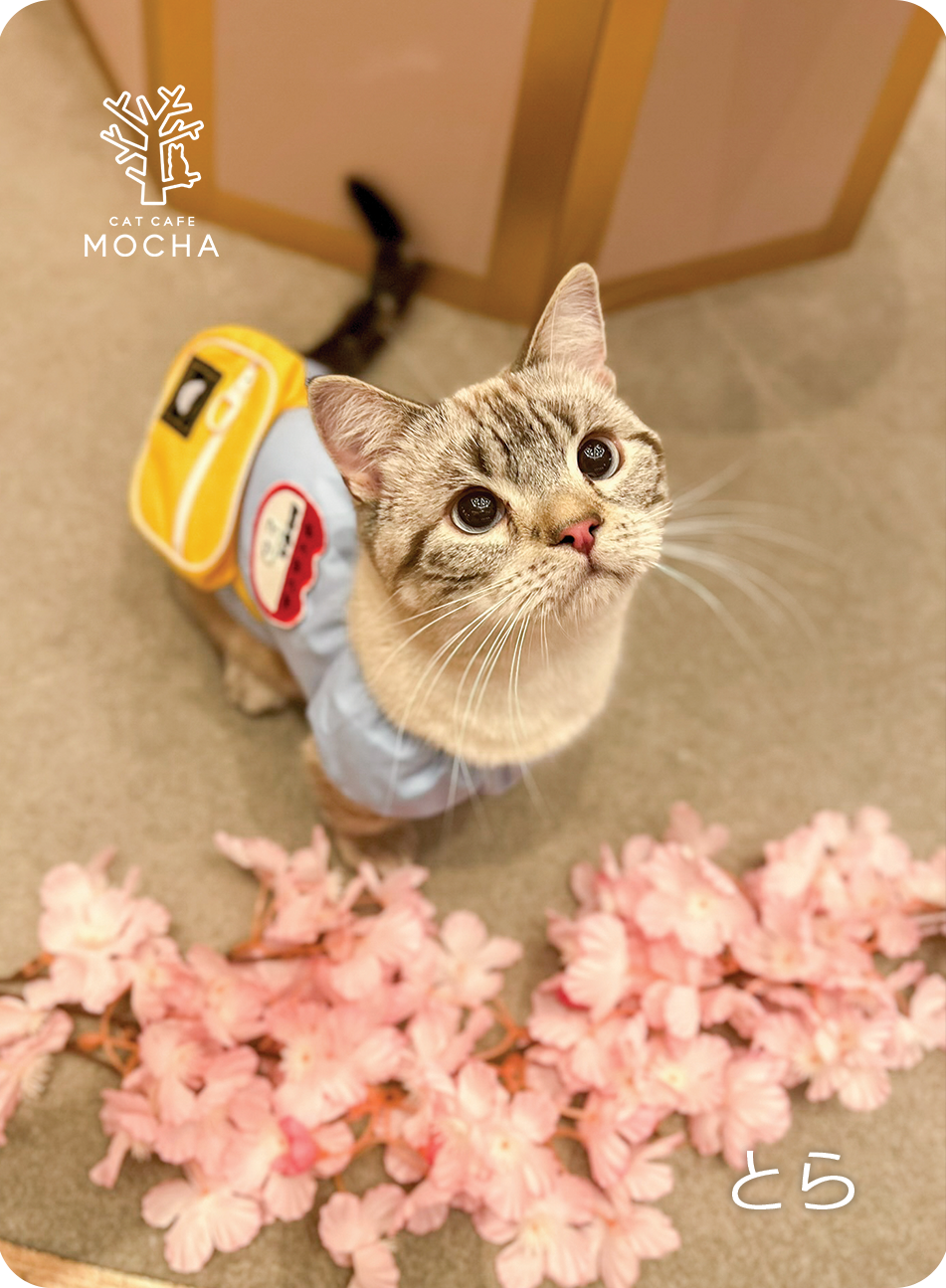 グッズ販売のお知らせ | お知らせ/メディア掲載情報