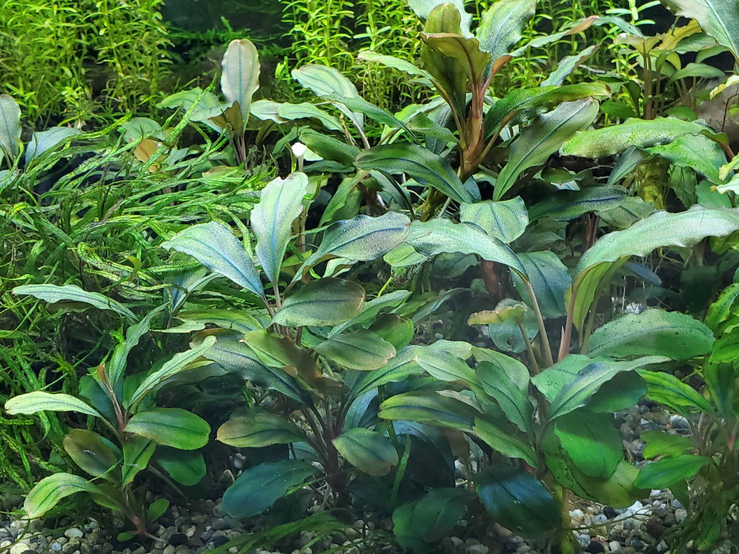 水草 Buce sp. Upperpearl midnight blue Bucephalandra sp