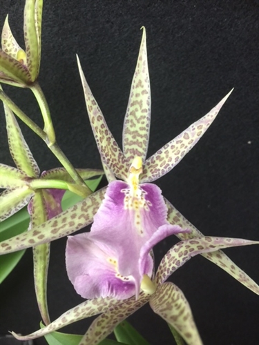 Miltassia Charles M. Fitch 'Izumi'