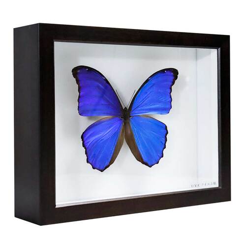 昆虫標本箱（ドイツ箱）昭和55年からの実績 ドイツ箱モルフォ蝶1頭入れ
