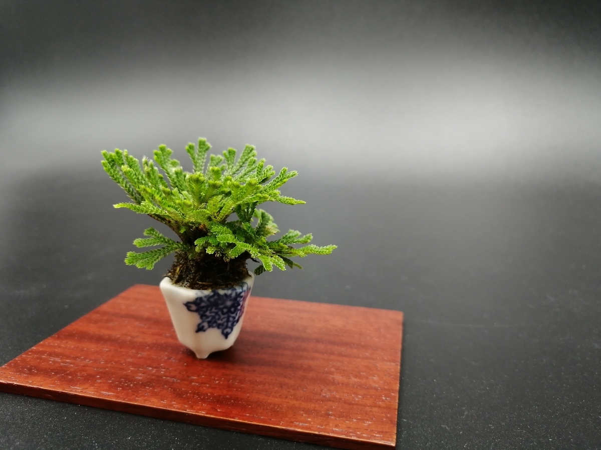 □岩ヒバ Selaginella Tamariscina - 東京盆栽日記～はさみ作りと豆盆栽～
