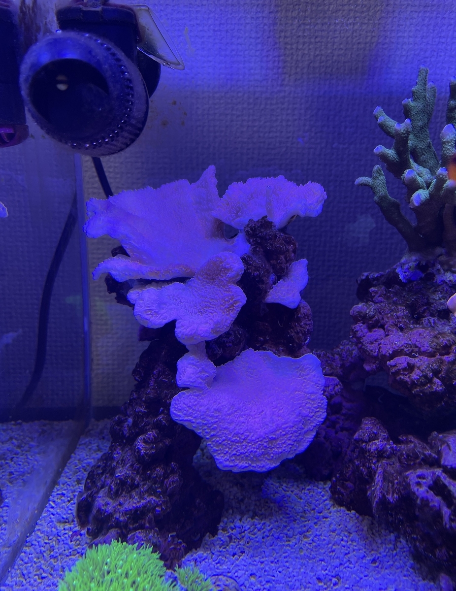 OPTIMUS REEF NANO LEDライト ZOOX OPTIMUS Reef Nano3 オプティマス