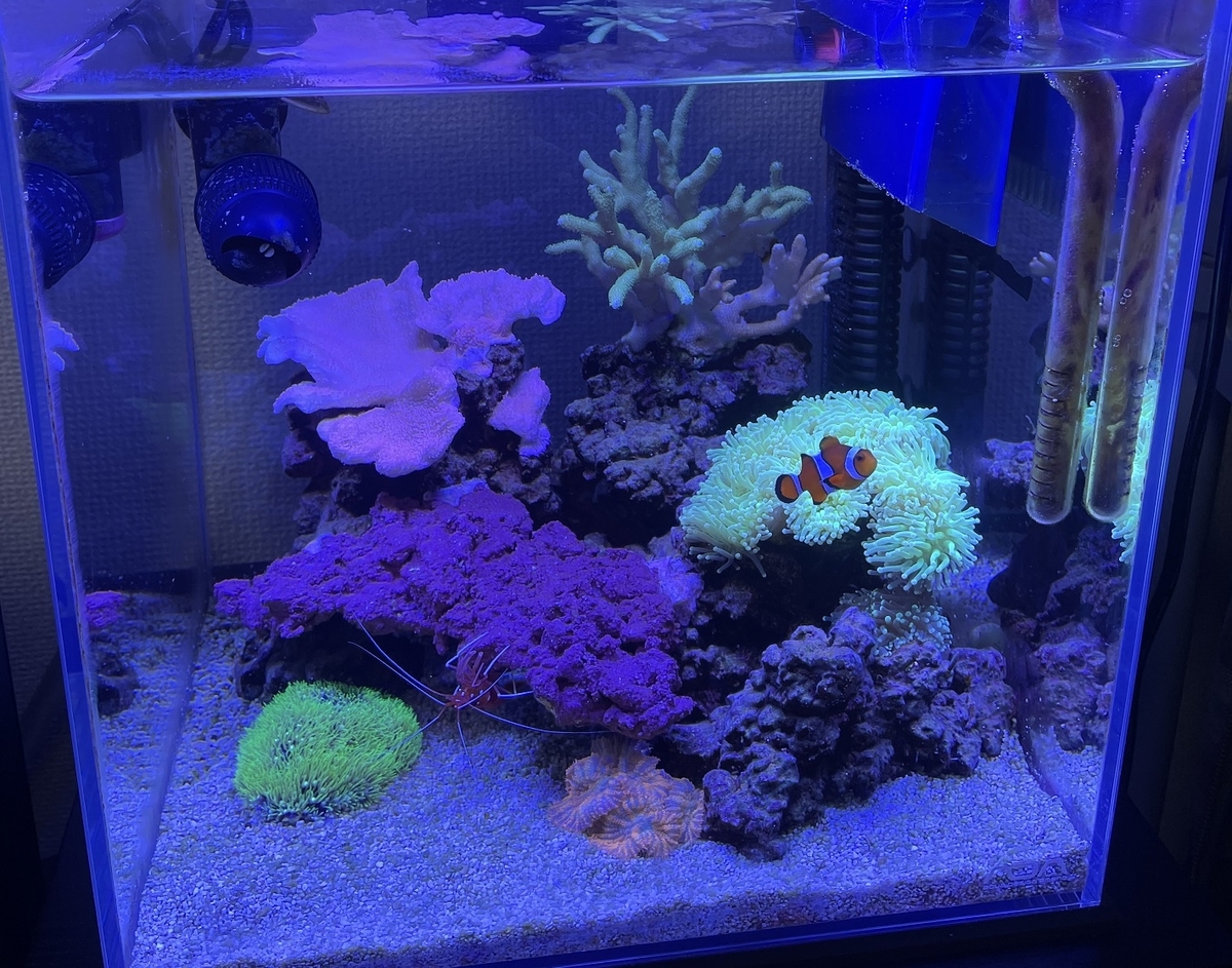 日海センター NK-90 オールインワン アクリル水槽 かんたん槽