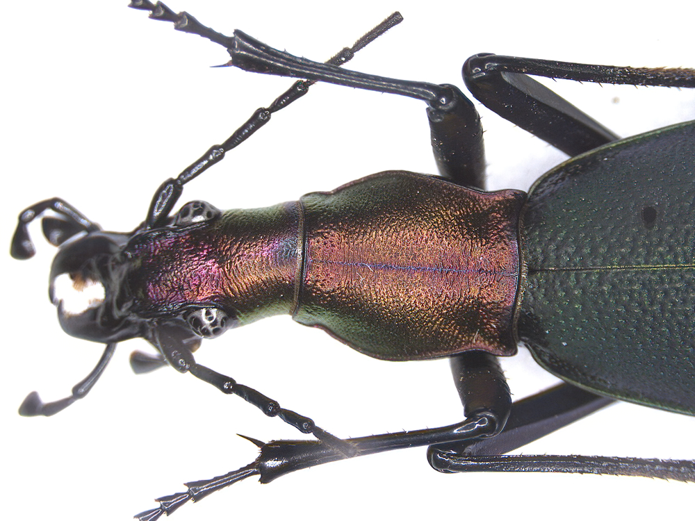 キタカブリの撮影をしてみた（2021 1228） - 金太郎が行くよ