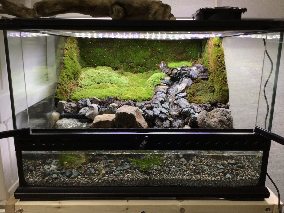 受注生産】グラステラリウム3030 イモリウム 苔テラリウム 受注生産