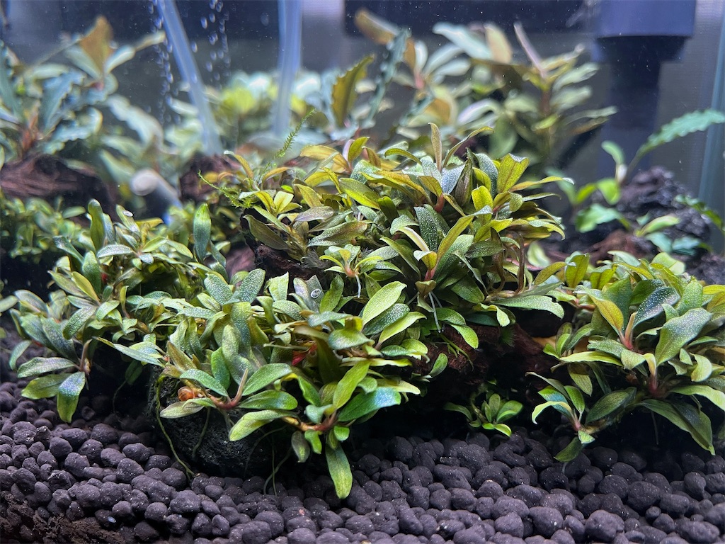 ブセファランドラを群生させるコツや群生向きの種類を紹介！ - たなごGo！