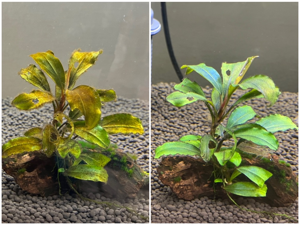 ブセファランドラsp.レッドブレイドの育て方・株分け・活着方法 - たな