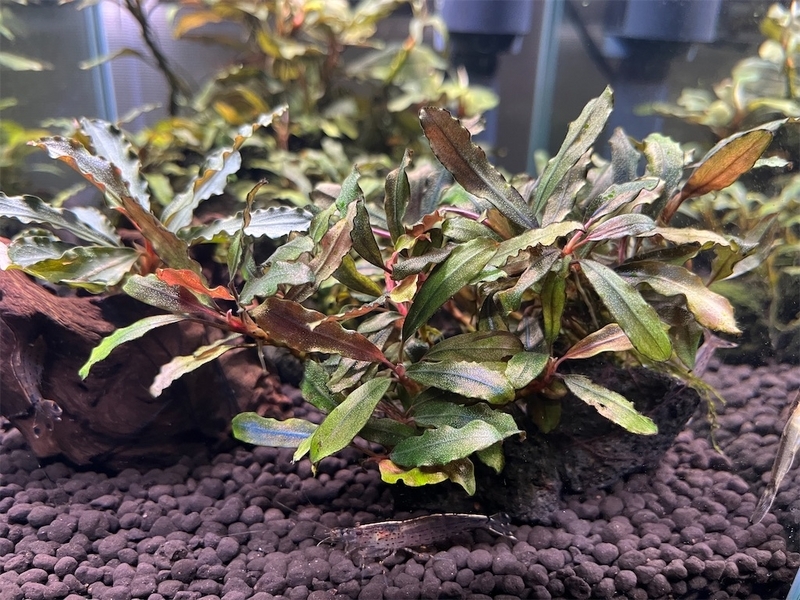 ブセファランドラsp.クアラクアヤン2の特徴や育て方・増やし方・活着