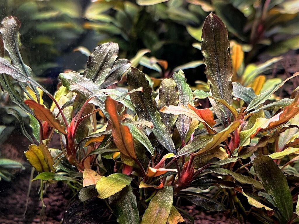 ブセファランドラ sp. 出射増殖株ブセファランドラsp.クアラクアヤン