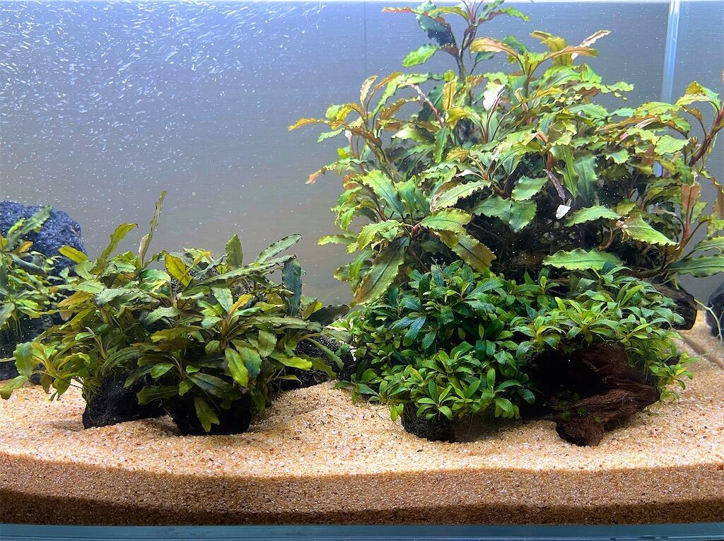 セール ブセファランドラspクダガンミニ ブセファランドラsp