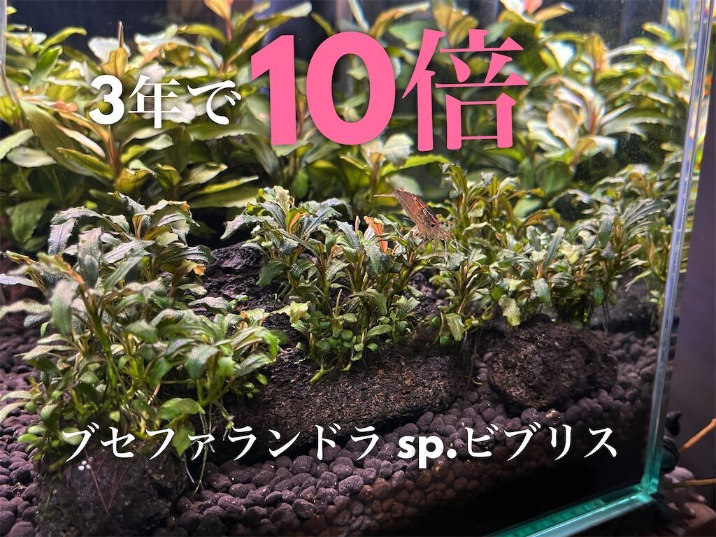 ブセファランドラ ビブリス B 他