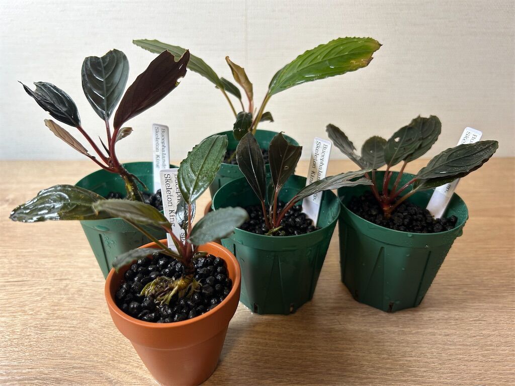 超大型ブセファランドラ！スケルトンキング（キシィ）の特徴と紹介