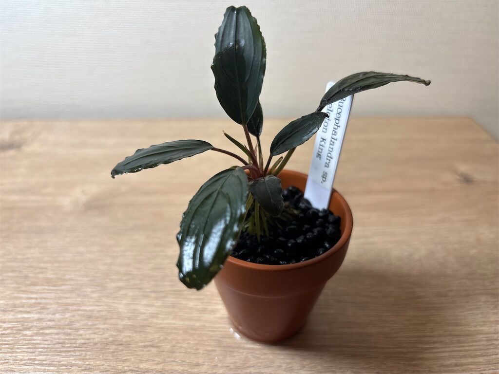 超大型ブセファランドラ！スケルトンキング（キシィ）の特徴と紹介