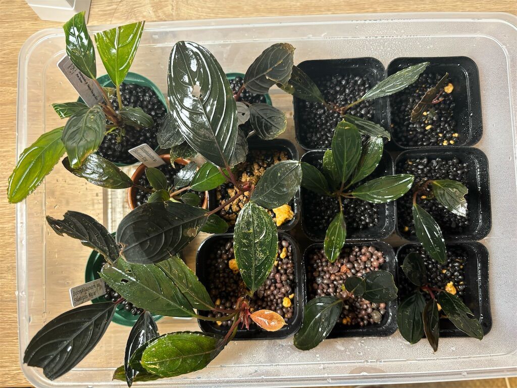 ブセファランドラ sp. スケルトンキング ⑨ ブセファランドラ