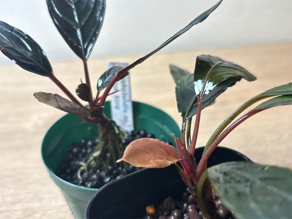 №.100 ブセファランドラ sp.“キシィ (別名：dark Achilles スケルトン