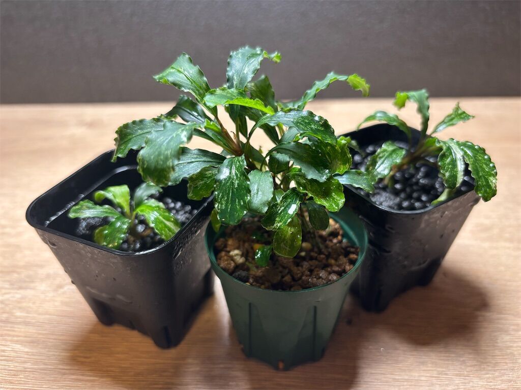 激レア！ブセファランドラsp.グリーンウェービー斑入りの育て方！ - た