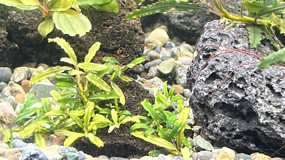 ブセファランドラsp.キャサリンの魅力！細葉ブセと特徴 - たなごGo！