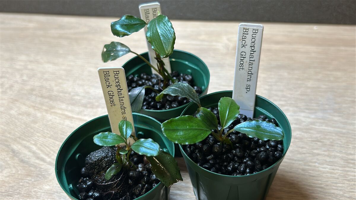 ブセファランドラspゴーストカリマンタン 3株 ブセファランドラsp