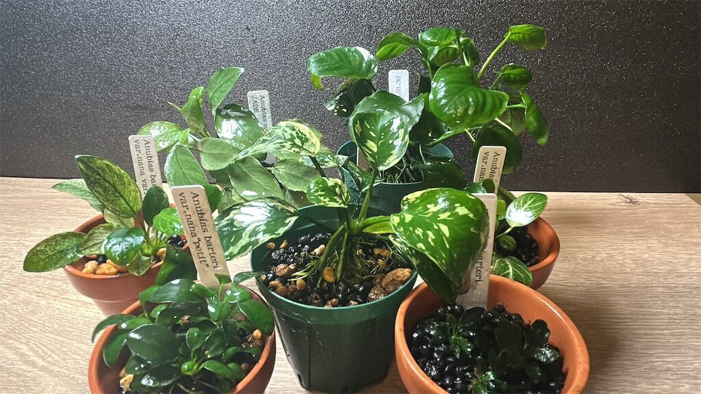 美しすぎる激レア種！アヌビアス・ナナ斑入りキングの育成ポイント