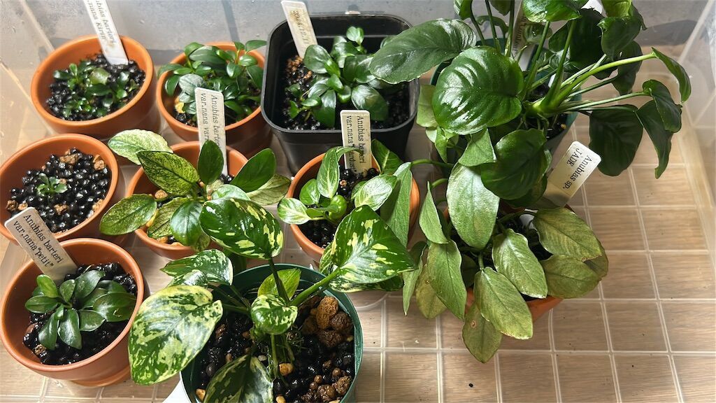 アヌビアスナナ-斑入りキング(Anubias Variegated King) 美しすぎる激