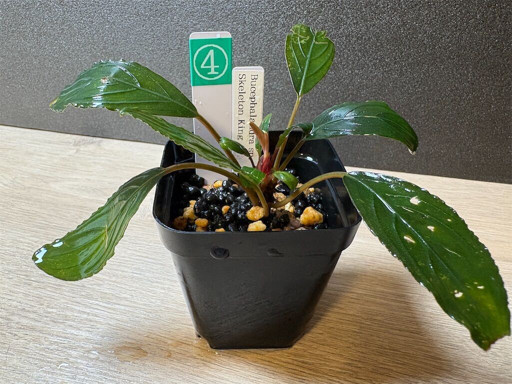 フリマアプリで買ったボロボロなブセスケルトンキングを1年育てたら