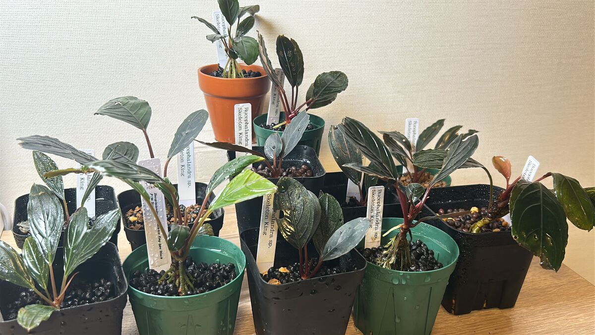 フリマアプリで買ったボロボロなブセスケルトンキングを1年育てたら