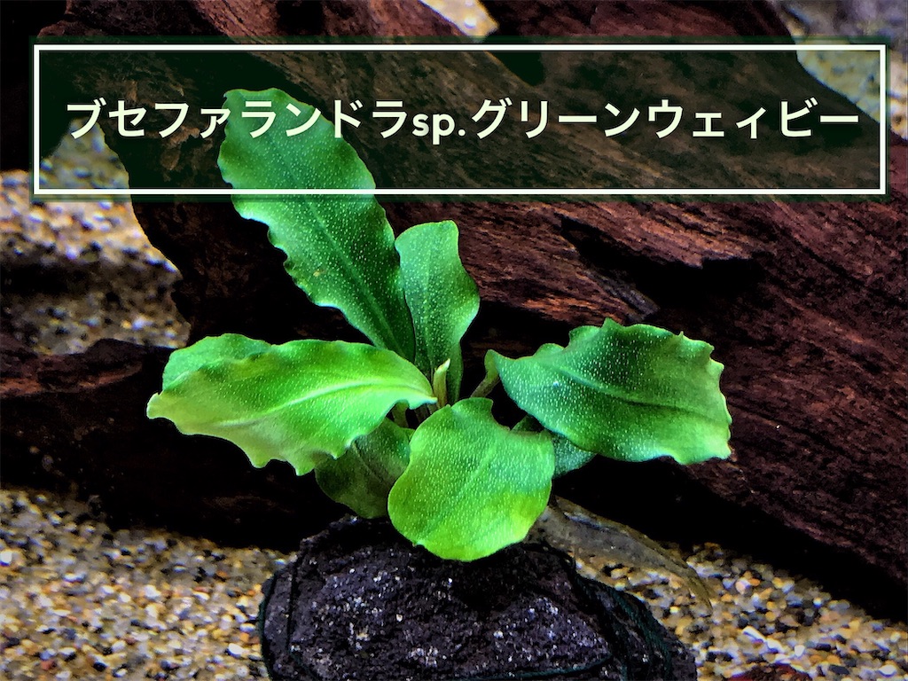 ブセファランドラsp.グリーンウェービーの特徴/飼育/活着について - た