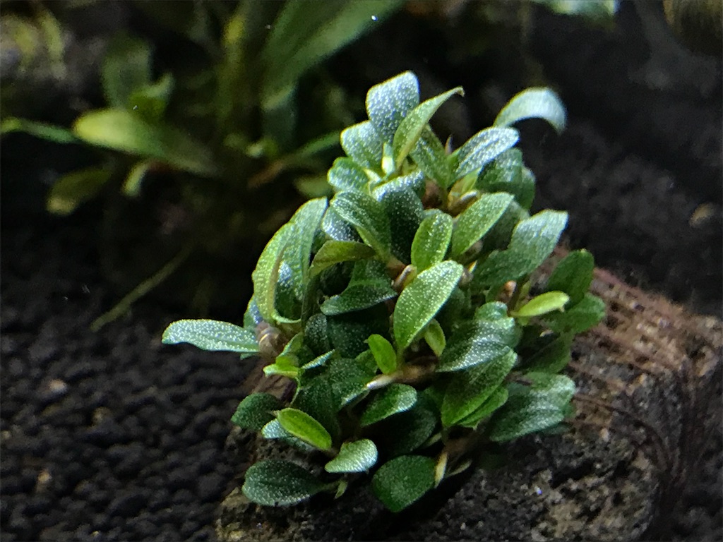 たっちゃん、ブセファランドラ クダガン 大量 ブセファランドラ