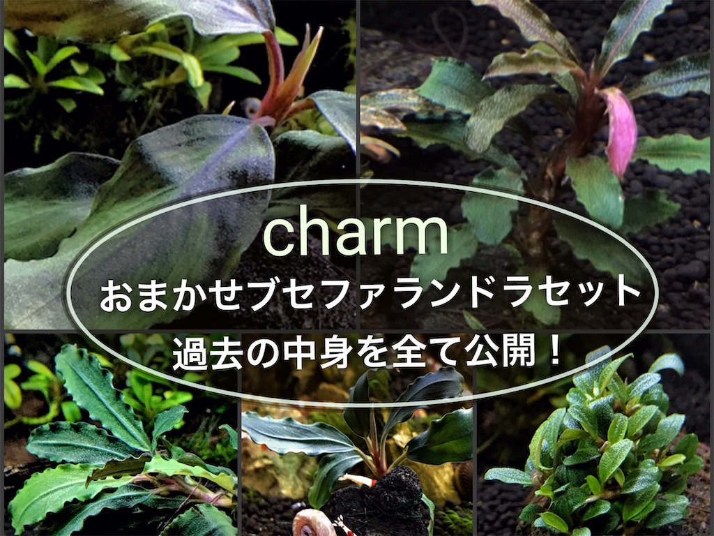 ブセファランドラ セット 【公式通販】