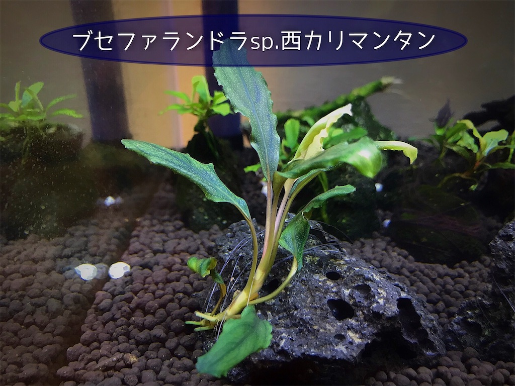 ブセファランドラsp.西カリマンタンの育て方・株分け・活着方法 - たな