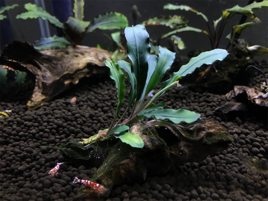 ブセファランドラsp. クダガン グリーンロングの育て方・株分け・活着