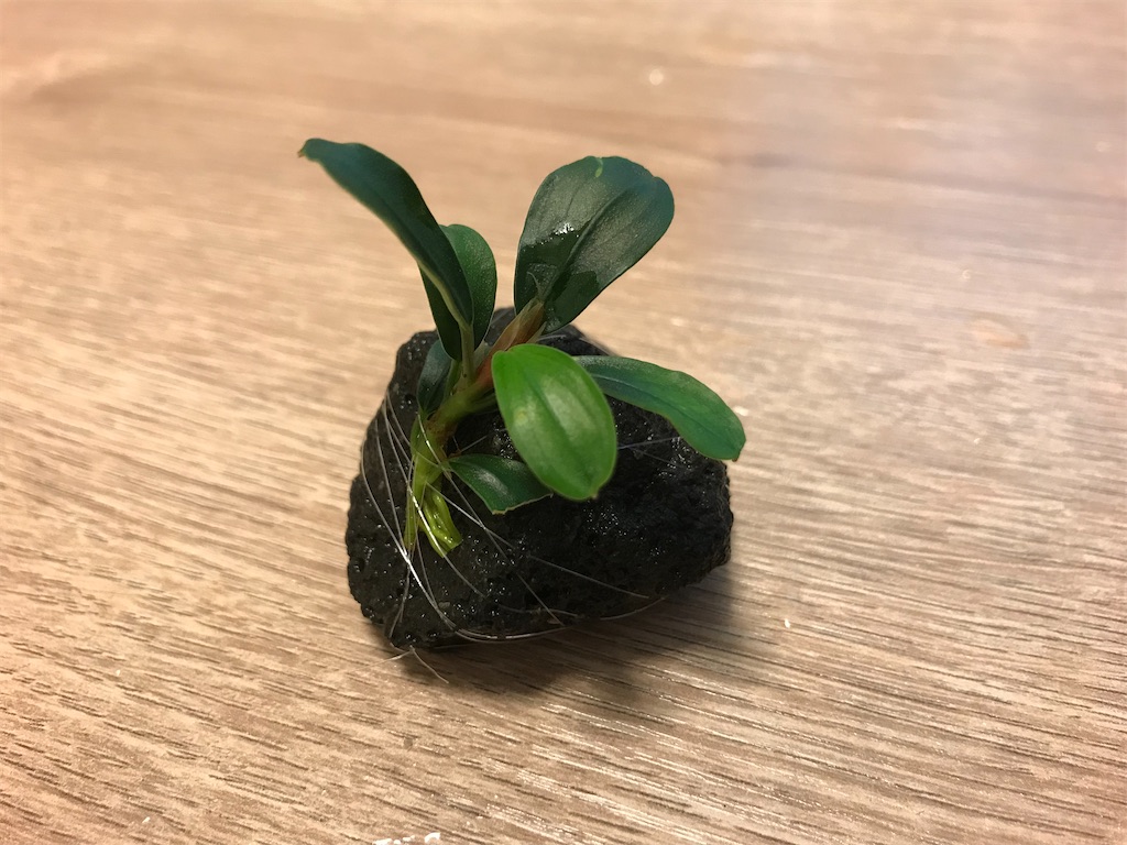 新発売！charmおまかせブセファランドラ3株セット買ってみた！ - たな