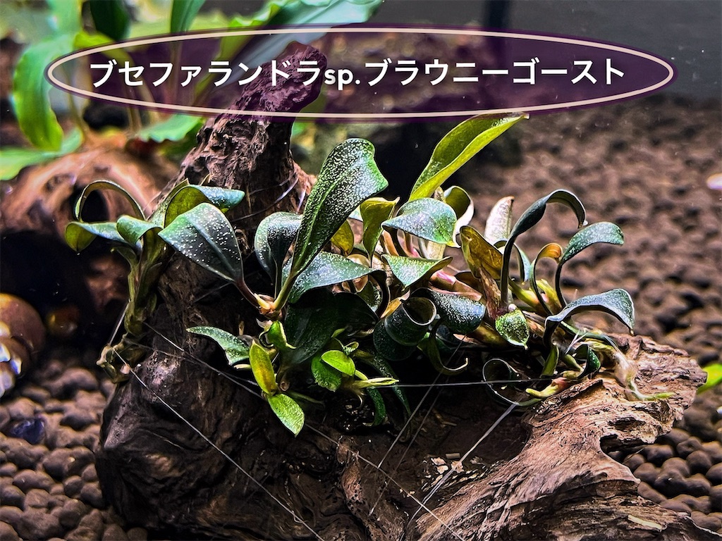 ブセファランドラsp.ブラウニーゴーストの育て方・株分け・活着方法