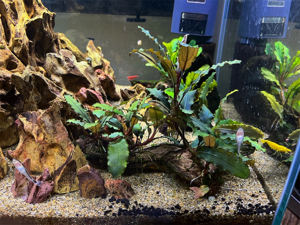 ブセファランドラ、2種セット ブセファランドラ 2種セット