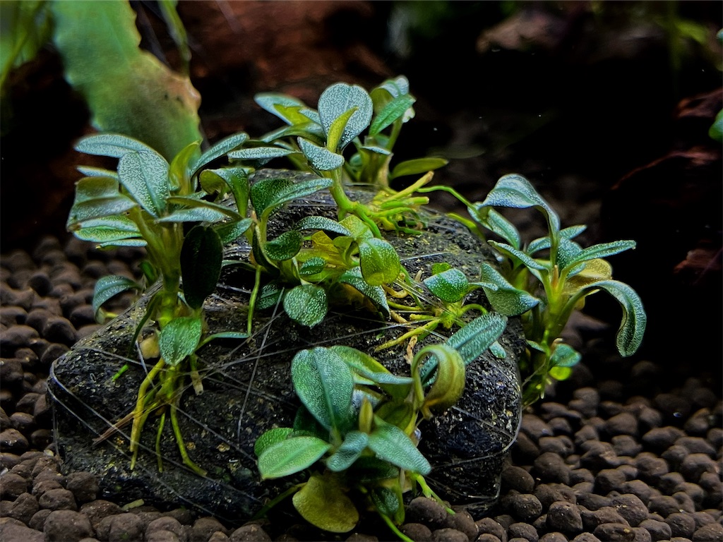 ブセファランドラの種類や特徴を紹介！人気の品種30種を紹介！(後半