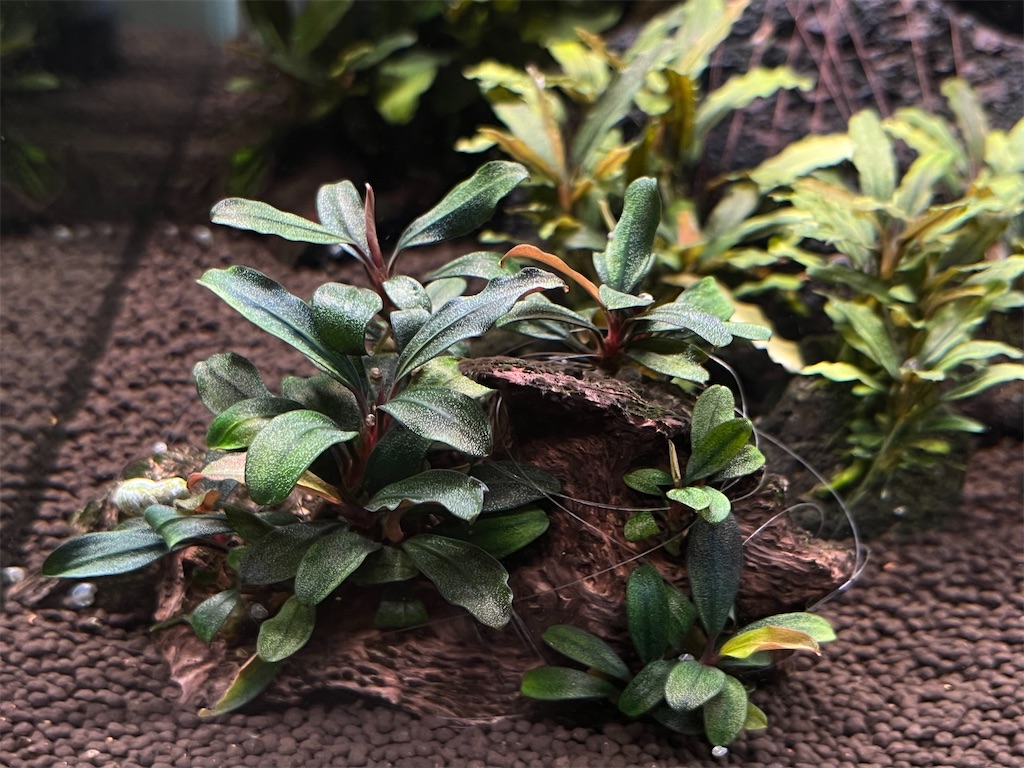 ブセファランドラの種類や特徴を紹介！人気の品種30種を紹介！(後半