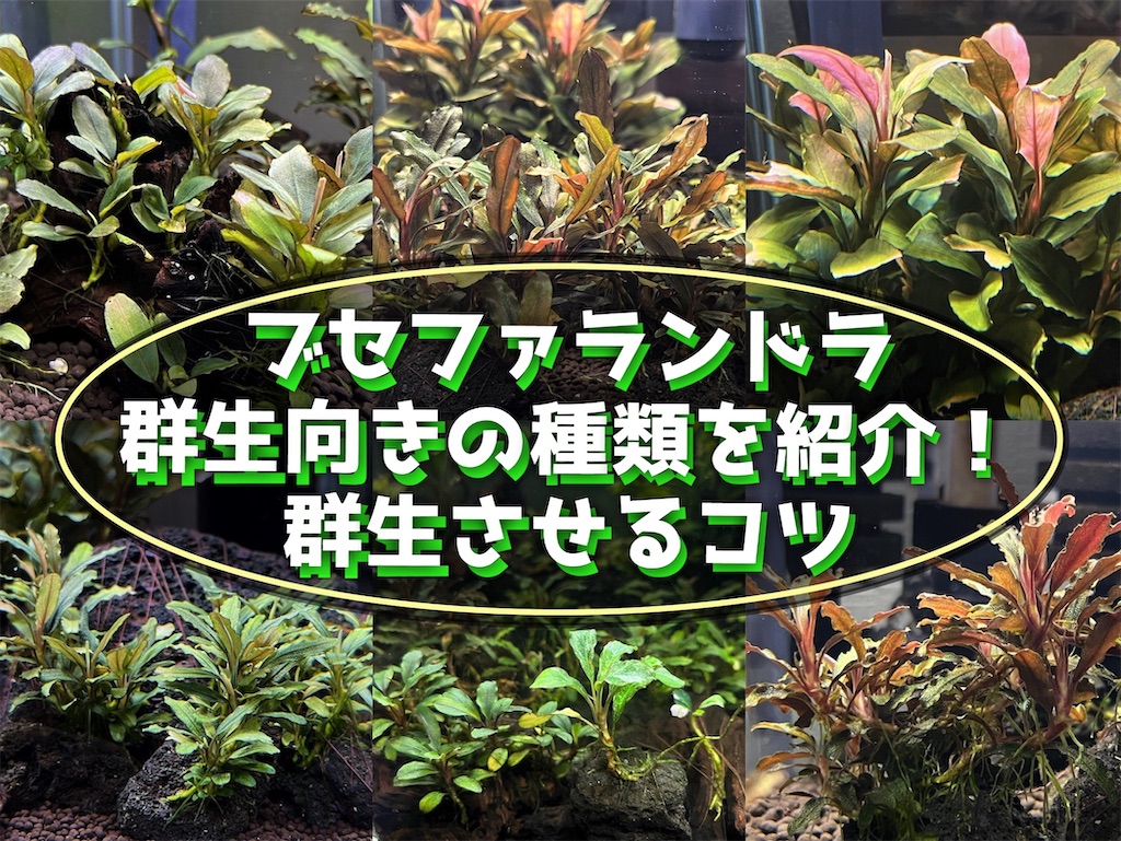 ブセファランドラ モンスターキング 大群生株 ブセファランドラsp