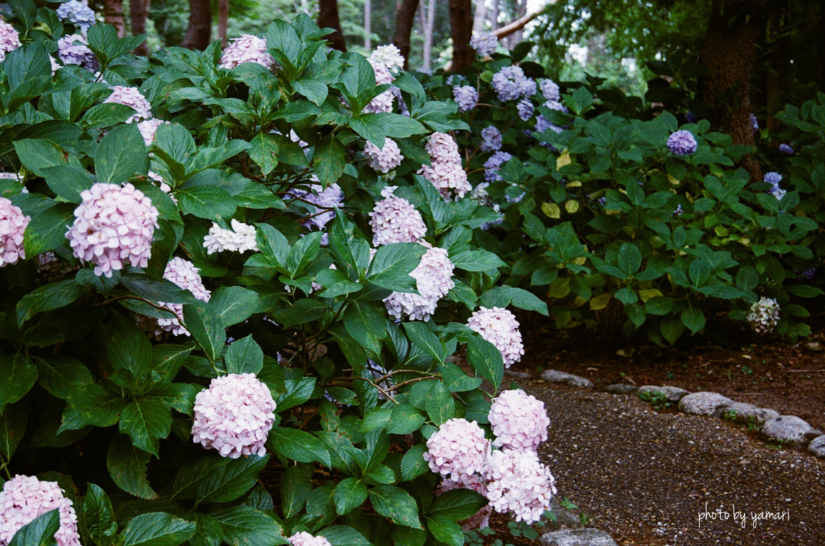 YAMA 宇宙の片隅】ジャケ買いしたフィルムで撮った写真 - やまりログ