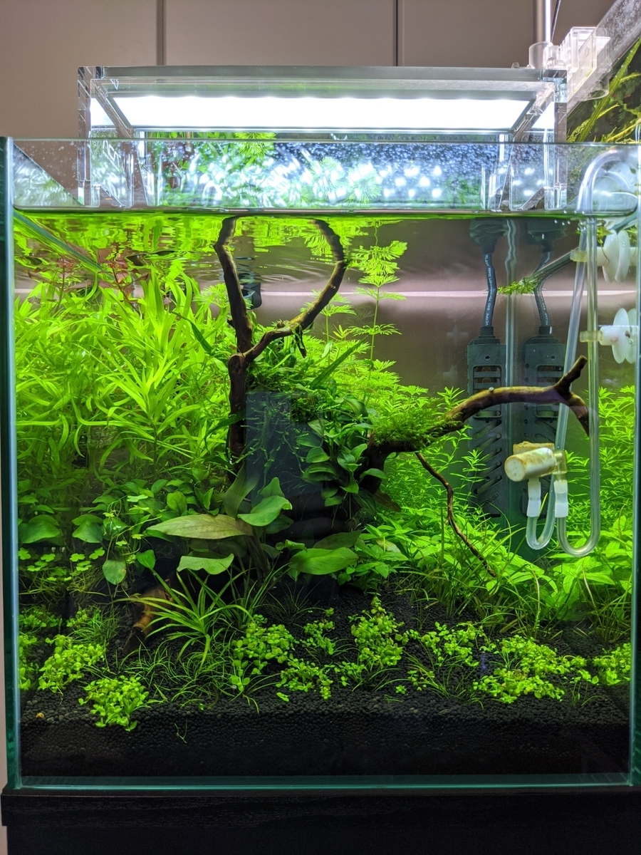 ADA 30cmキューブ&アクアスカイ301Gセット コロラドサンド 付き