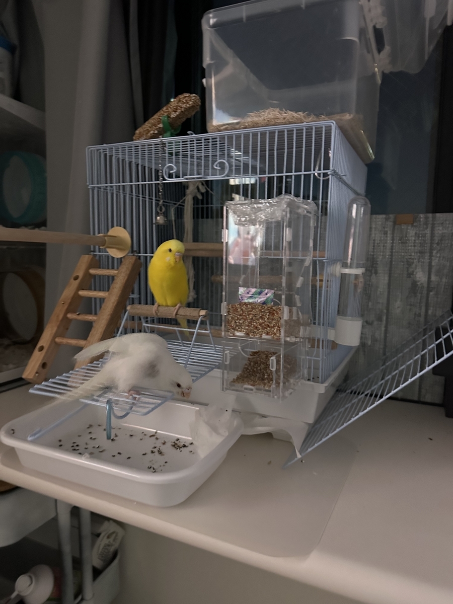 最終価格！ 中型インコ用鳥かご ジェックス コトリウム460-II