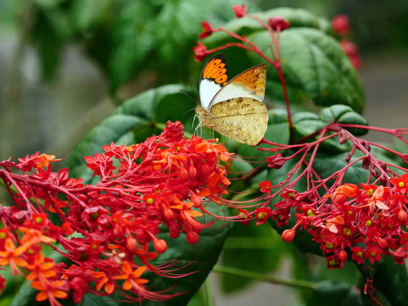亜熱帯のオレンジ色 － ツマベニチョウ － - OTTOの蝶々ブログ