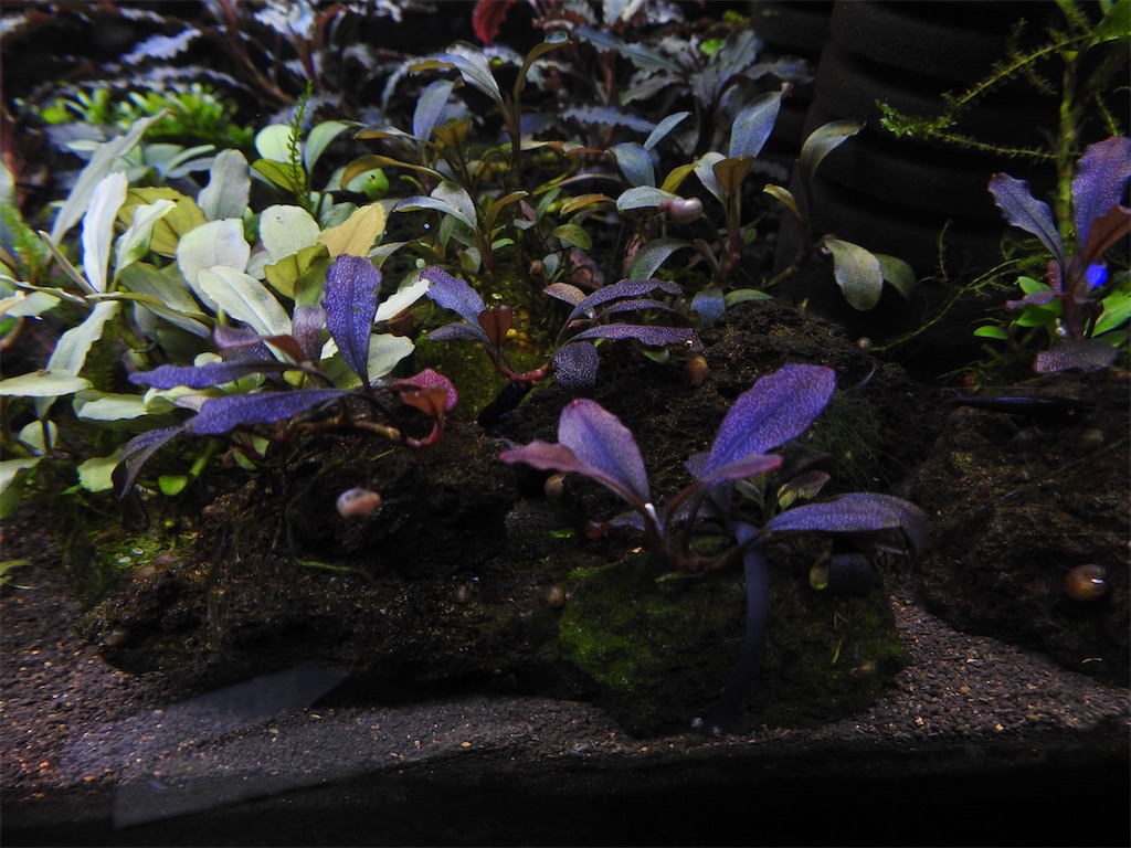 ブセファランドラspゴーストカリマンタン 大群生株 ブセファランドラsp