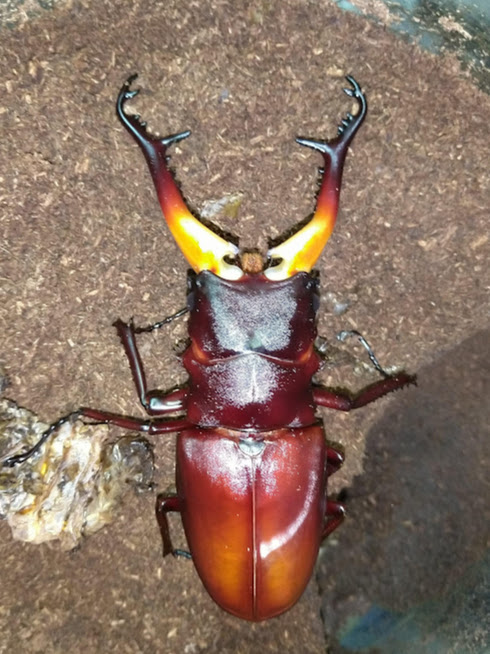 ギラファノコギリクワガタ ♂96ミリ♀45ミリ・スンバワ島・WD・成虫