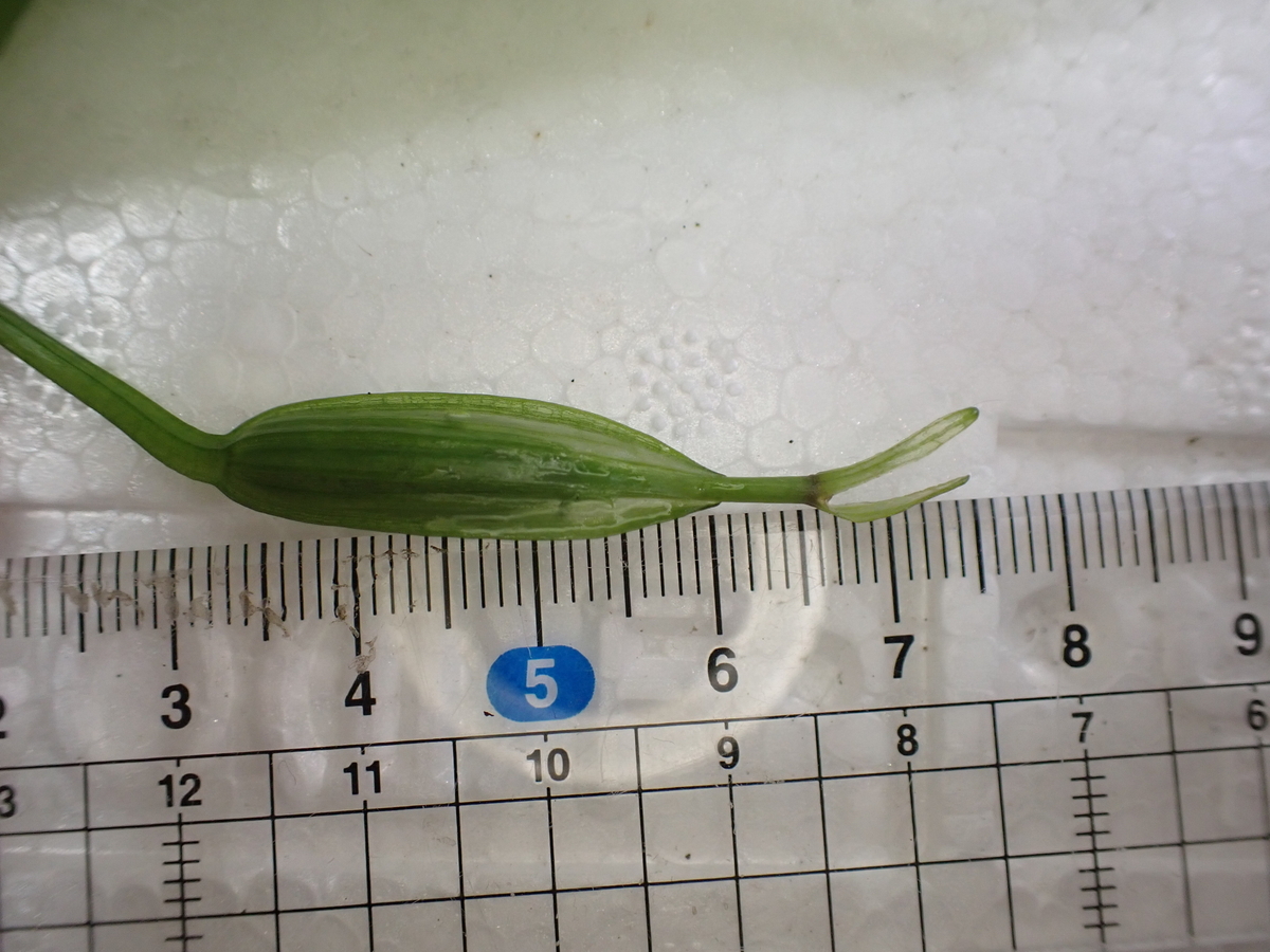 Otteliaの一種 - 水草オタクの水草がたり．