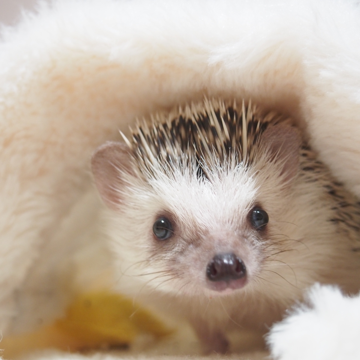 ハリネズミ寝袋 デニム ハリネズミ寝袋 デニムお布団 【公式通販】