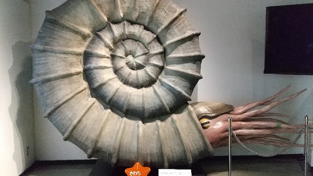 アンモナイト】日本一の展示数を誇る三笠市立博物館 - 搾りたて生