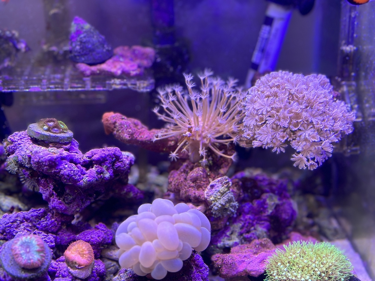 人工ライブロック RR78 アク抜き済み安心塗料使用